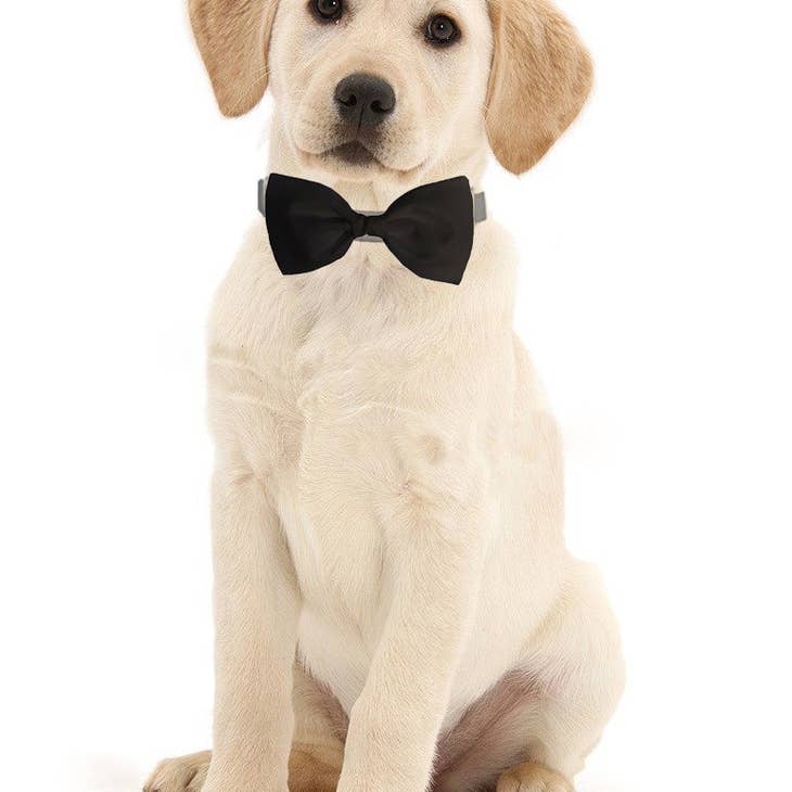 Sophisticated Pup Dog Bow Tie Accessory