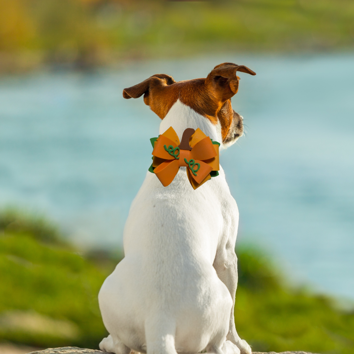 Halloween Pumpkin 3D Pet Bow for Dogs & Cats