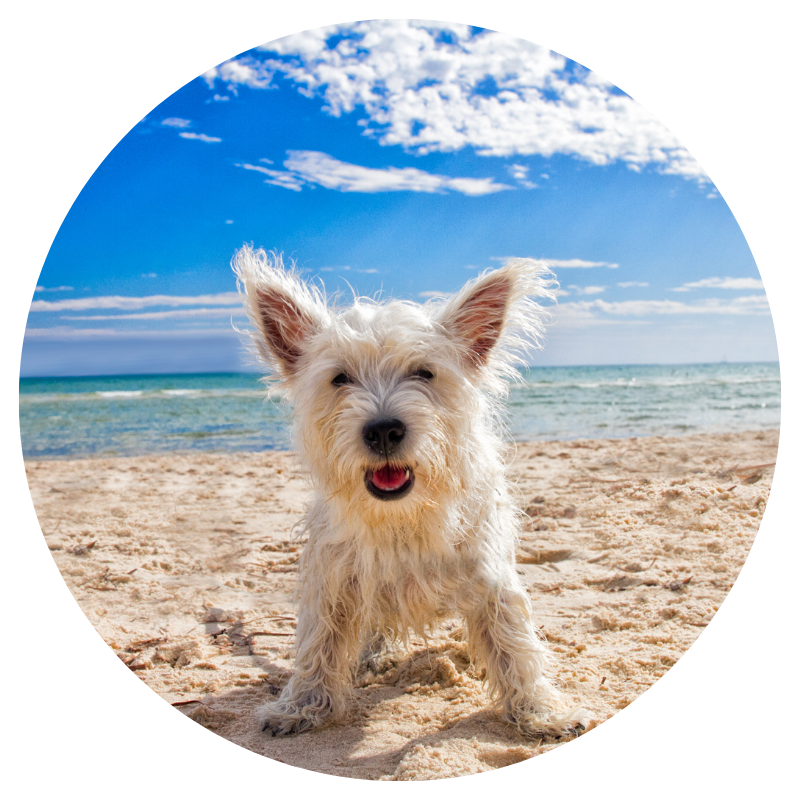 Surviving the Dog Days of Summer