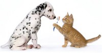 February is National Pet Dental Health Month