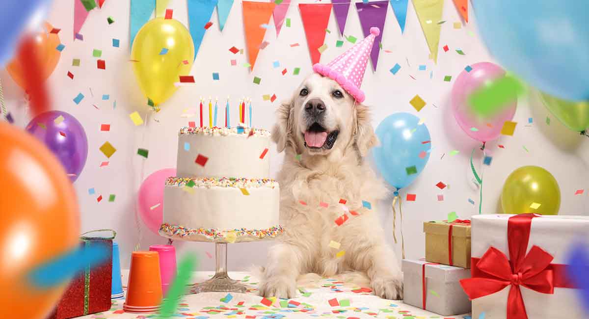 Let Your Dog Eat (Birthday) Cake!