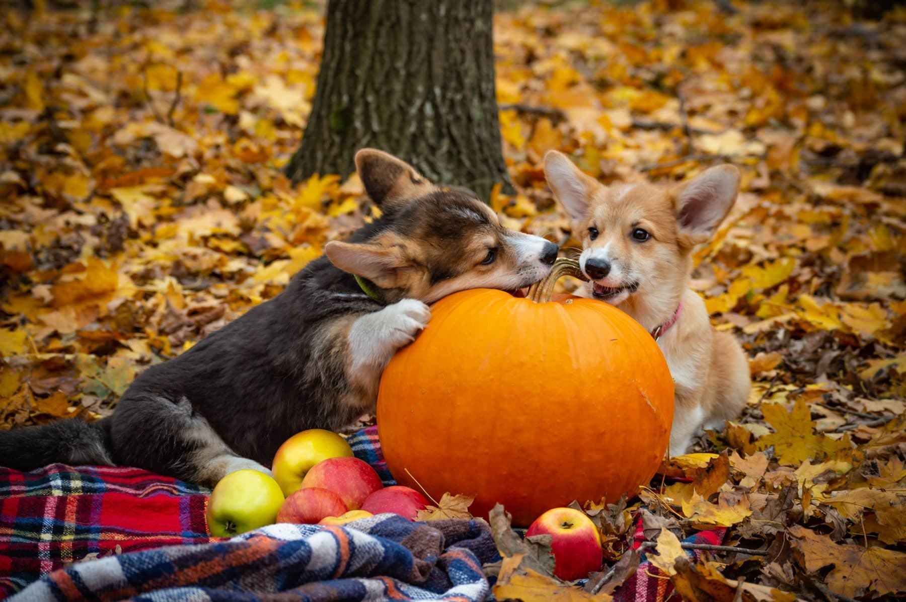 10 Benefits of Pumpkin for your Dog