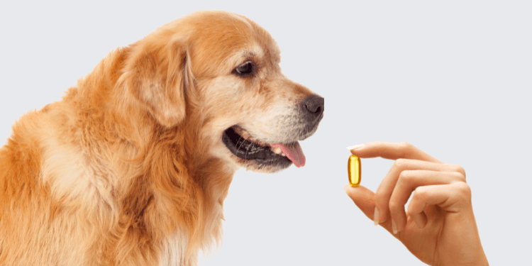 The Role of Omega-3 Fatty Acids in Pet Nutrition