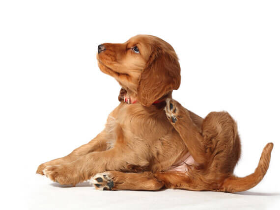 Coat of Armor: Protecting Your Pets from Fleas & Ticks