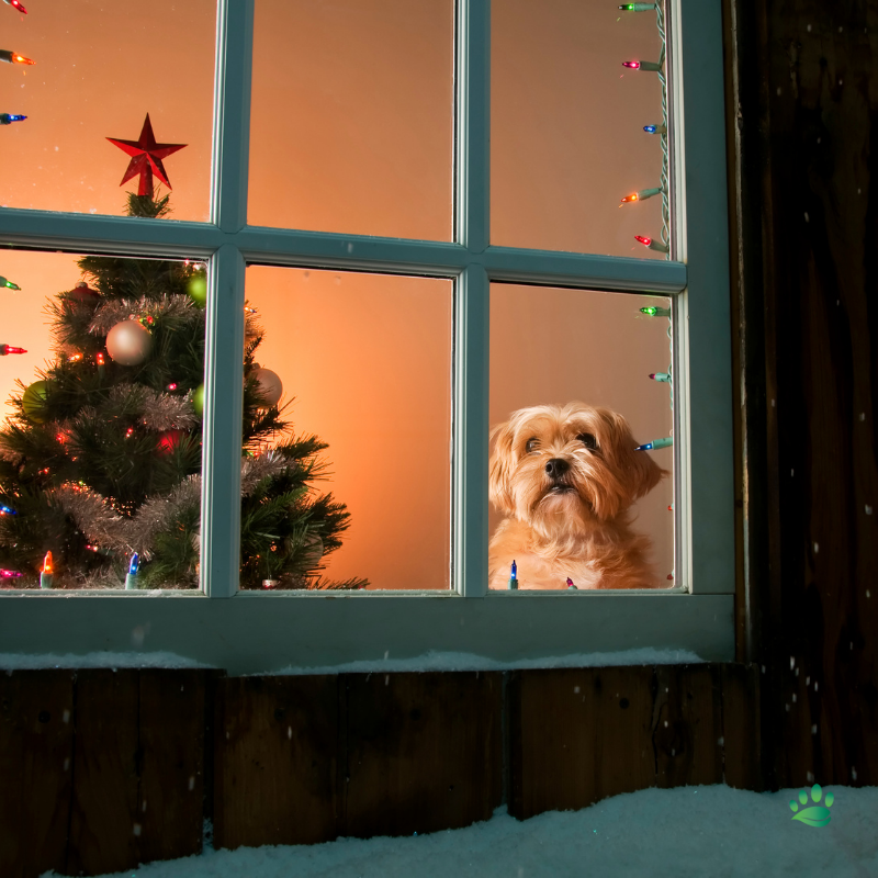 Holiday Safety Tips for Pets