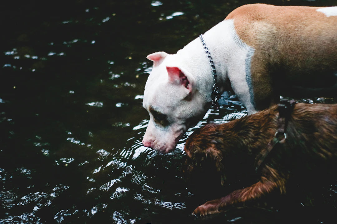 Hydration Basics Keep Your Pet Happy  Healthy