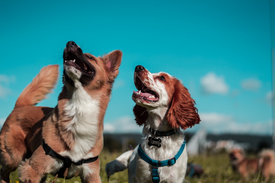 Ultimate Guide to Planning a Pet-Friendly Picnic in the Park
