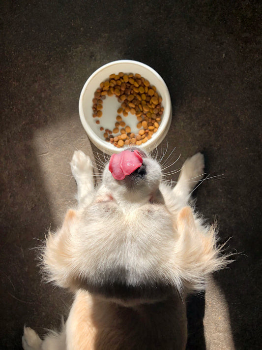 Smooth Transition Changing Your Pet's Diet