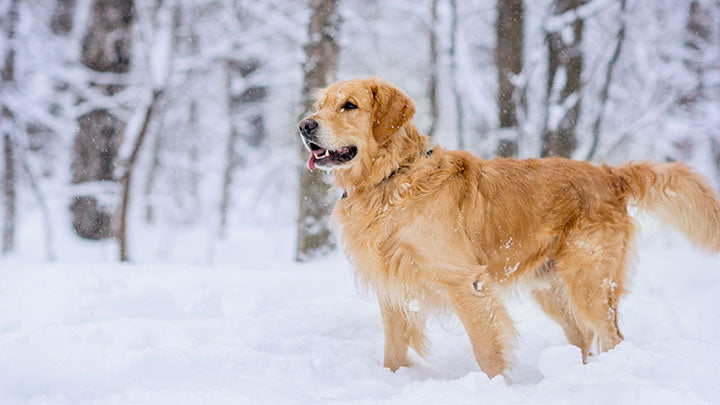 Winter Fun with your Fur-Baby