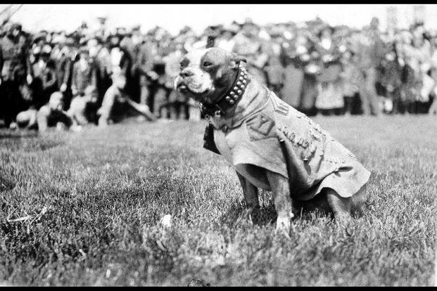 K9 Veterans Day: Appreciating Dogs of War