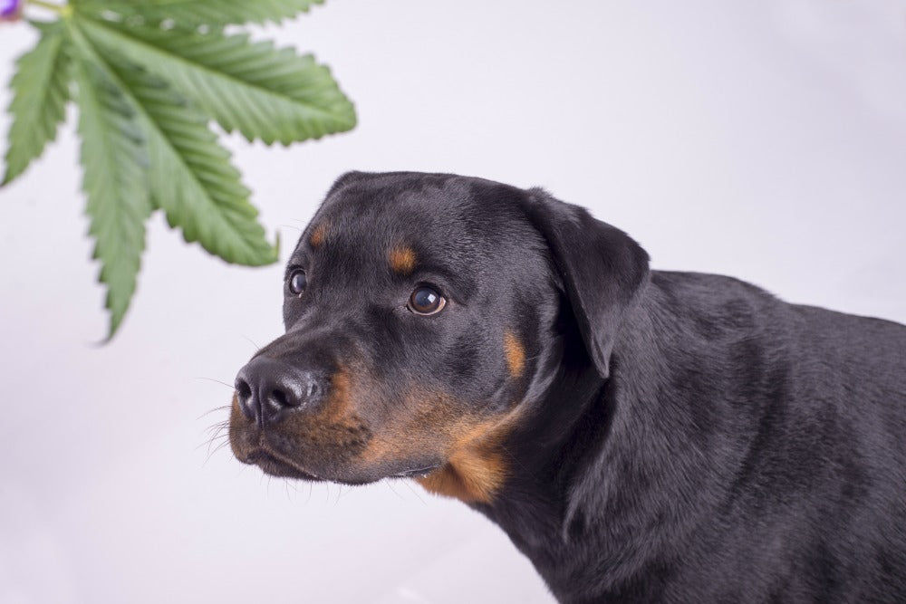 CBD Benefits for Your Pet