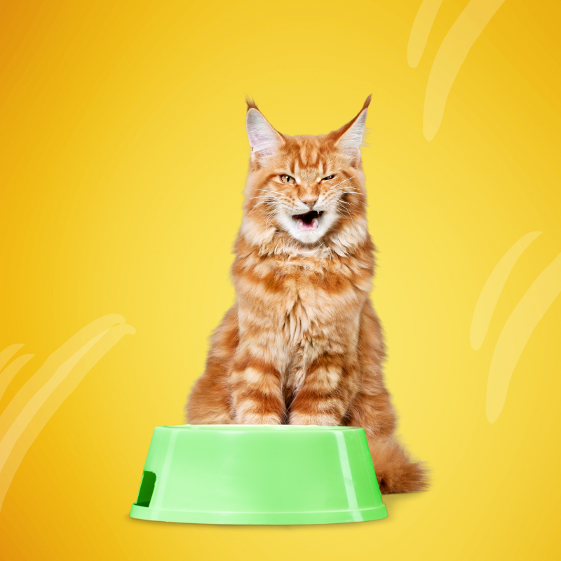 Cat Bowls & Feeders