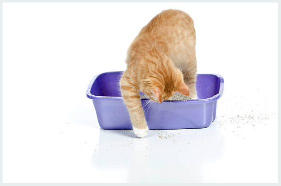 Cat Litter
