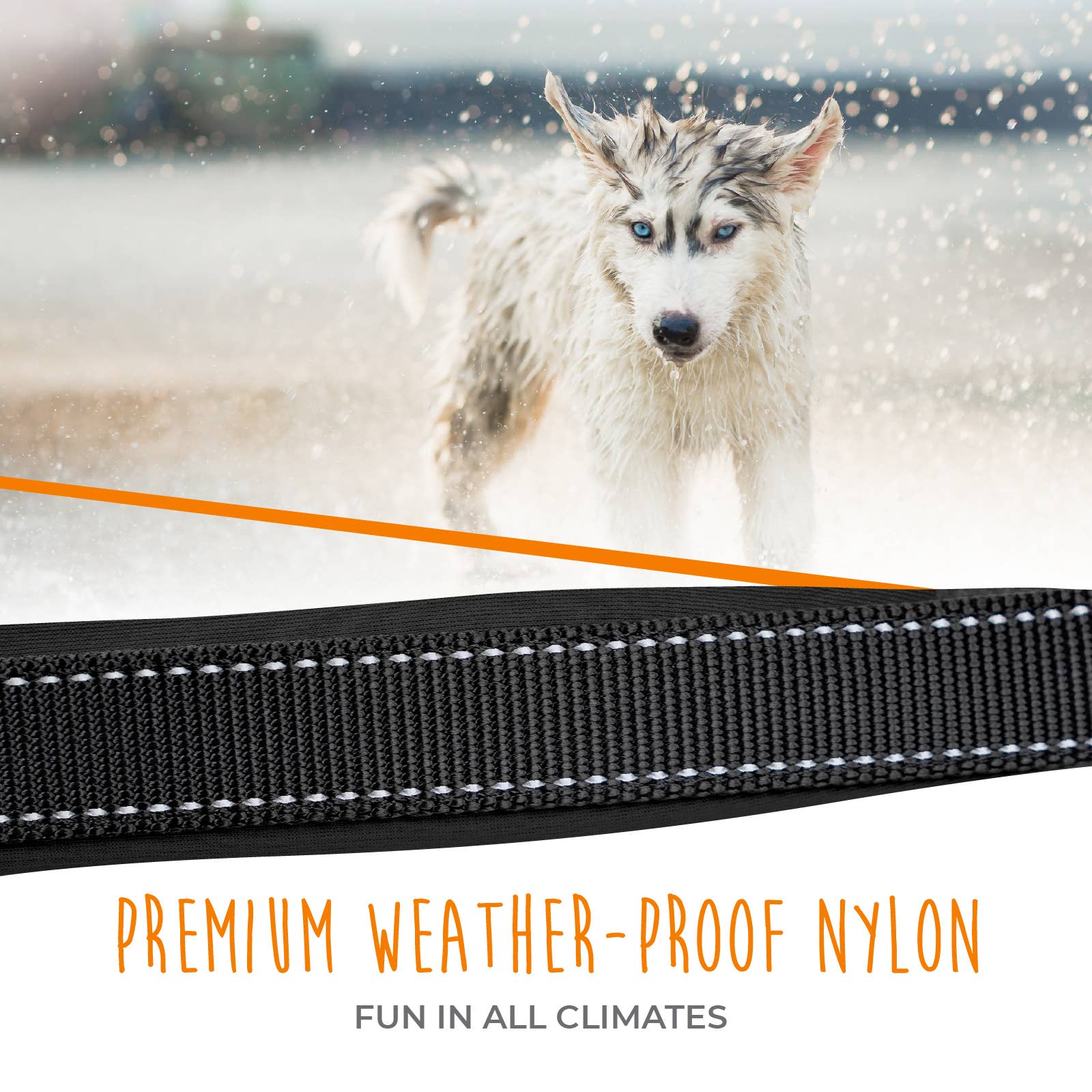 Mighty Paw Sport Collar 2.0 - Paw Naturals