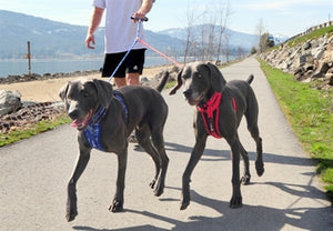 EzyDog Standard Extension - Paw Naturals