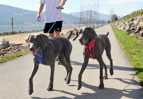 EzyDog Standard Extension - Paw Naturals