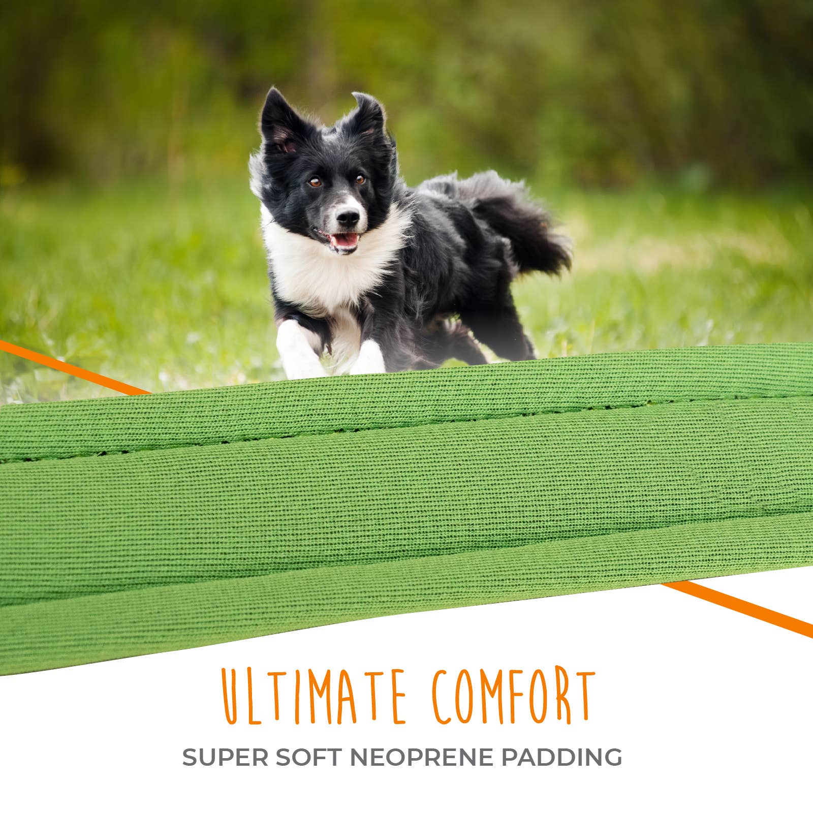 Mighty Paw Sport Collar 2.0 - Paw Naturals